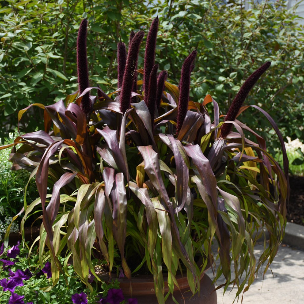 Pennisetum glaucum «Copper Prince» – Valls Garden