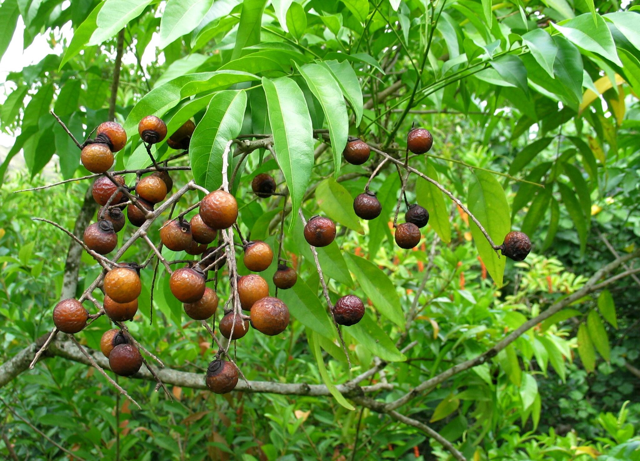 Sapindus saponaria – Valls Garden