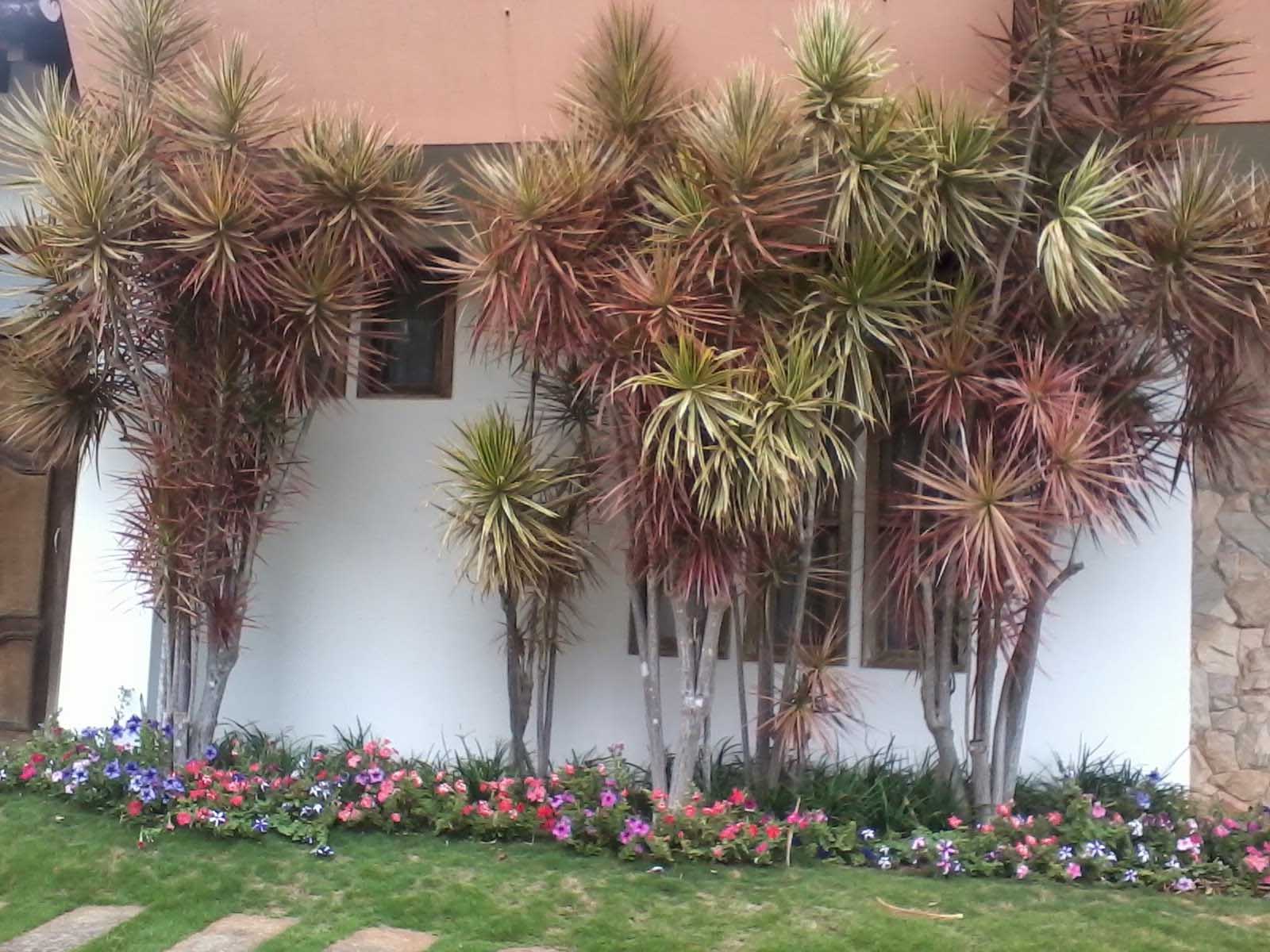 Top 62+ imagen dracena tricolor interior - Thcshoanghoatham-badinh.edu.vn